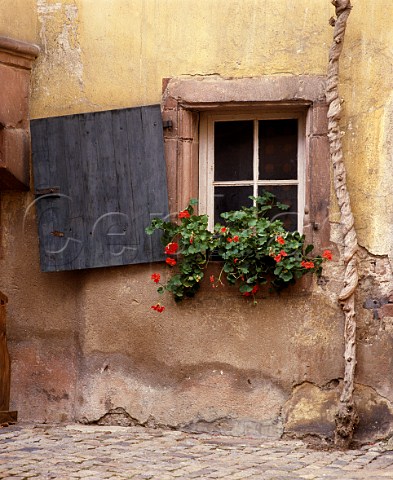 Window in backstreet of Riquewihr HautRhin   France    Alsace