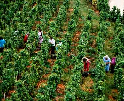 Picking Viognier grapes in vineyard of   Chteau Grillet Vrin Loire France      AC Chteau Grillet