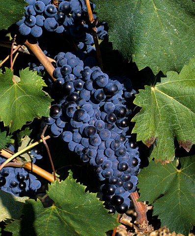 Mourvdre grapes of Moulin des Costes Bandol Var   France    AC Bandol