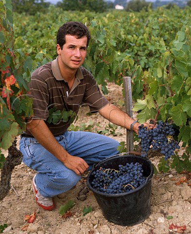 Laurent Bunan with Cinsaut grapes in his Moulin  des Costes vineyard at La CadiredAzur Var France  AC Bandol