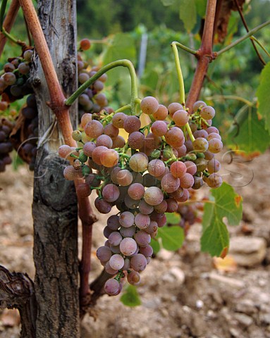 Bourboulenc grapes in vineyard of Chteau de Pibarnon La CadiredAzur Var France  AC Bandol