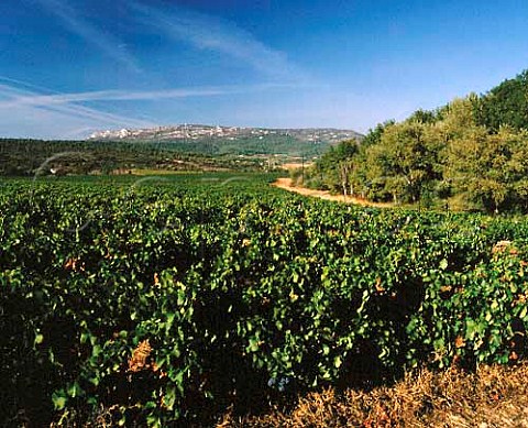 Vineyards of Chteau Vignelaure with   Montagne de Vautubire in distance   Rians Var France    Coteaux dAixenProvence