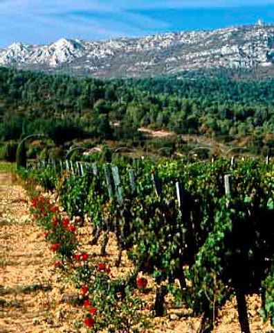 Cabernet Sauvignon vines of Chateau Vignelaure with   Montagne de Vautubiere in the distance Near Rians   Var France Coteaux dAix en Provence