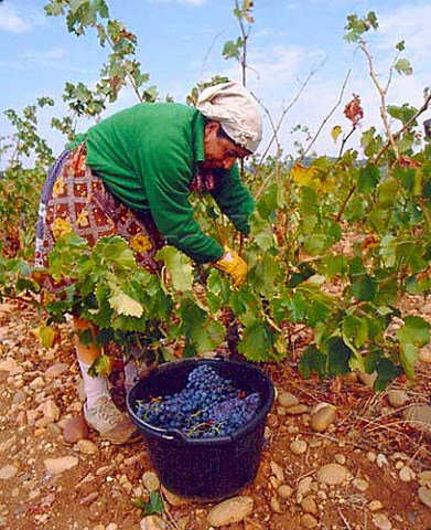 Harvesting Grenache grapes at   Chteau des Fines Roches ChteauneufduPape   Vaucluse France