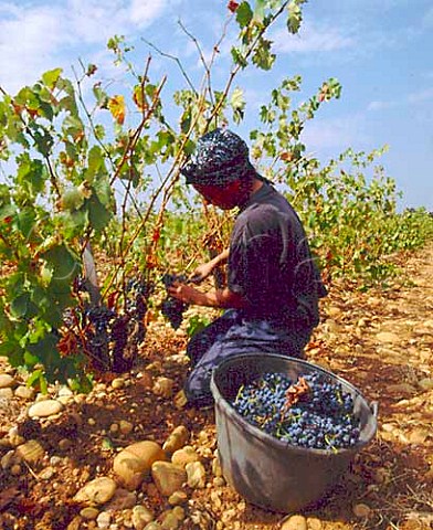 Harvesting Grenache grapes at   Chteau des Fines Roches   ChteauneufduPape Vaucluse France