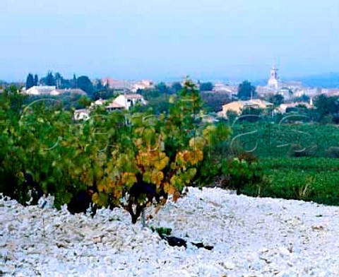 Vineyard above Lirac showing the stoney soil