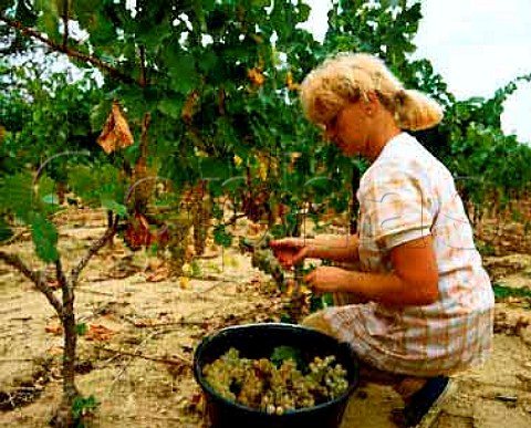 Harvesting Muscat grapes at BeaumesdeVenise   Vaucluse France   Muscat de BeaumesdeVenise