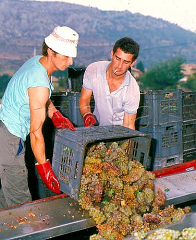Harvested Muscat grapes being unloaded at the   cooperative in BeaumesdeVenise Vaucluse France