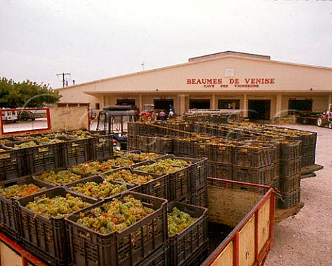 Harvested Muscat grapes awaiting unloading at the   cooperative in BeaumesdeVenise Vaucluse France