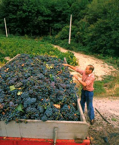 Harvesting Grenache grapes at Sguret Vaucluse   France    Ctes du RhneVillages