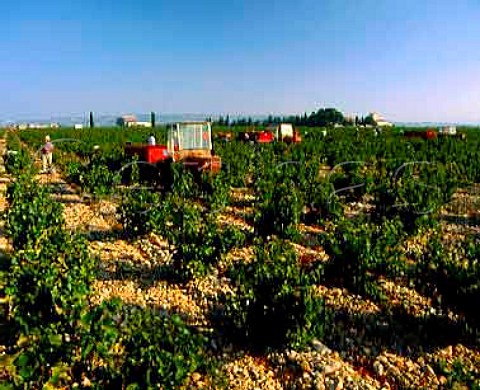 Harvesting Grenache at Domaine le Bois des Dames   owned by Gabriel Meffre near Violes east of   Orange Cotes du Rhone