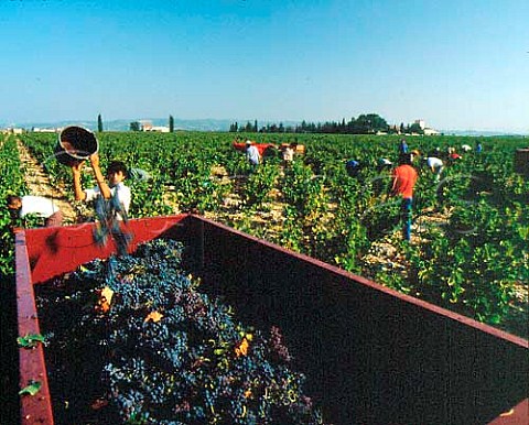 Harvesting Grenache grapes in vineyard of Domaine le   Bois des Dames owned by Gabriel Meffre   near Viols Vaucluse France   Ctes du Rhne