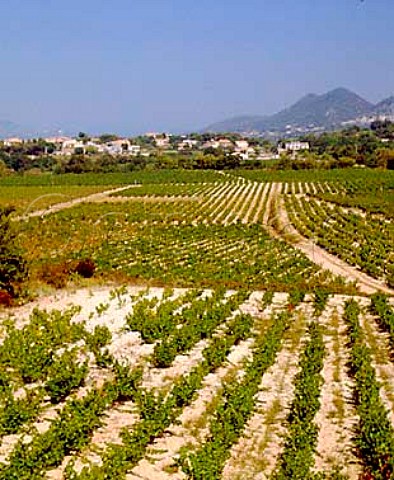 Vineyards around village of Sablet with Sguret in   the distance Vaucluse France  Ctes du RhneVillages