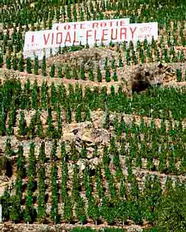 VidalFleury sign in vineyard on the Cte Blonde of   the Cte Rtie Ampuis Rhne France