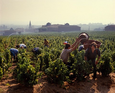 Harvesting Gamay grapes at Chnas Rhne France   MoulinVent  Beaujolais
