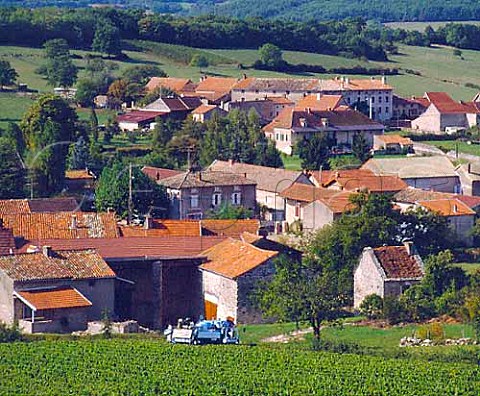 Machine harvesting of Chardonnay grapes in vineyard   at Gratay SaneetLoire France Mconnais