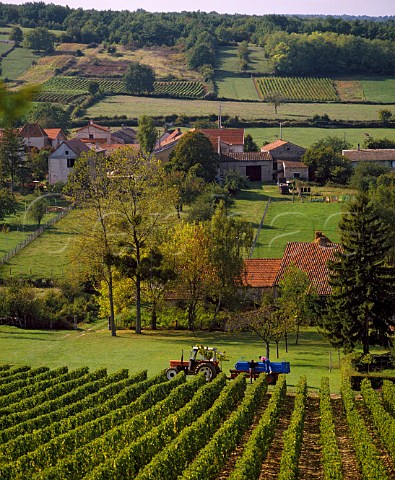 Harvesting Chardonnay grapes in vineyard at Gratay  SaneetLoire France   Mconnais