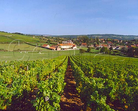 Vineyards at MartaillylsBrancion SaneetLoire   France   Maconnais