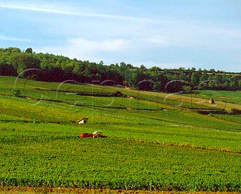Harvest time in vineyard at Saules SaneetLoire   France   Cte Chalonnaise
