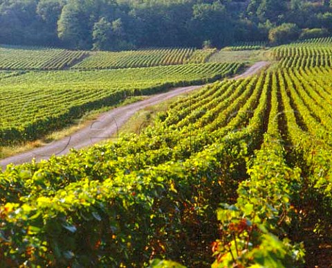 Road through vineyards near Saules SaneetLoire   France    Cte Chalonnaise