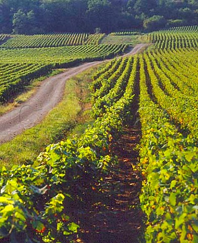 Road through vineyards near Saules SaneetLoire   France    Cte Chalonnaise