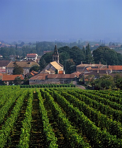 Vineyard at Vir SaneetLoire France  VirCless  MconVillages