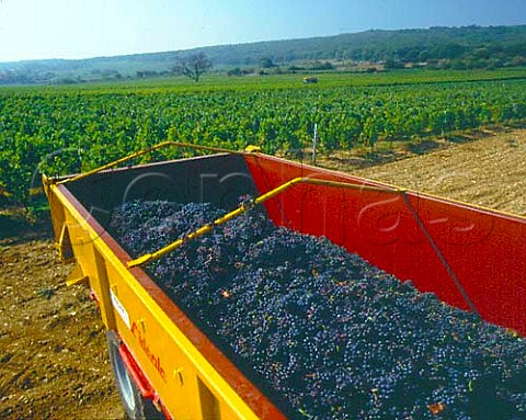Trailer of harvested Gamay grapes by vineyard at StGengouxdeSciss SaneetLoire France    Mconnais
