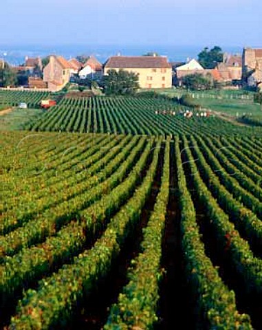 Harvesting Pinot Noir grapes at Chenevelles near   Buxy SaneetLoire France    Cte Chalonnaise