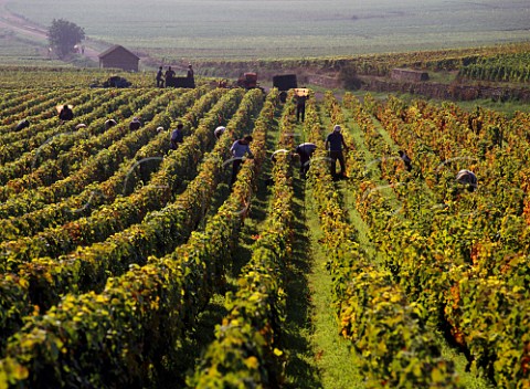 Harvesting Pinot Noir grapes in vineyard at  Santenay Cte dOr France    Cte de Beaune