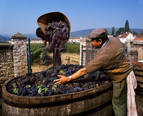 Harvesting Pinot Noir grapes at GevreyChambertin Cte dOr France