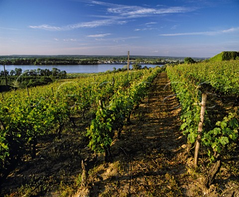 Vineyard above the River Loire east of Saumur   MaineetLoire France  AC SaumurChampigny