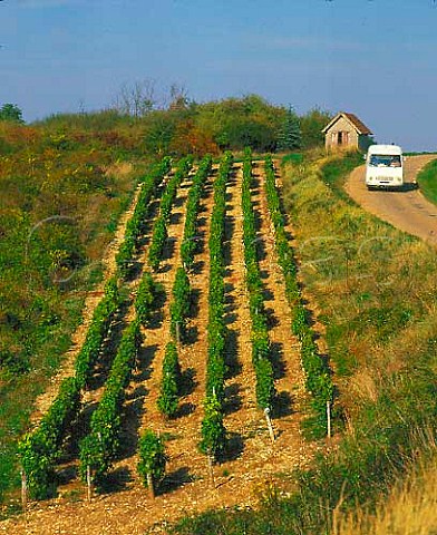 Vineyard at Les Loges near PouillysurLoire   Nivre France    PouillyFum