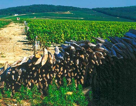 Stack of vine stakes in vineyard at Sancerre   Cher France   Sancerre