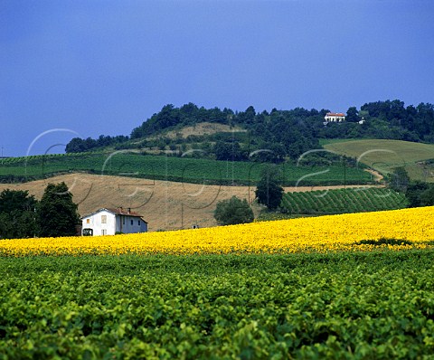 Vineyard and sunflower field near Gaillac   Tarn France   Gaillac