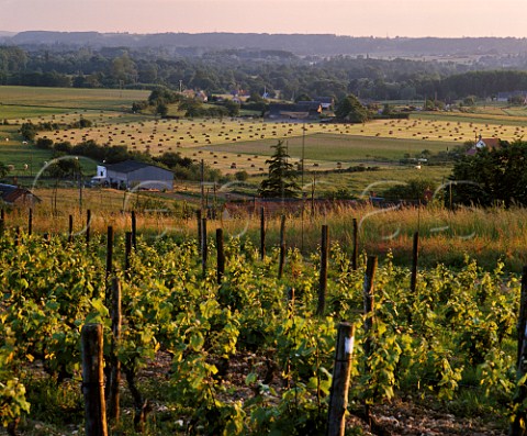 Vineyard on the slopes above the River Loir at LHomme Near La ChartresurleLoir Sarthe   France Jasnires  Coteaux du Loir