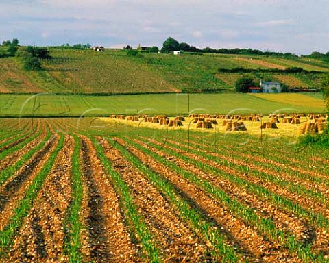 Vineyards and hay bales near LHomme Sarthe   France    Jasnires  Coteaux du Loir