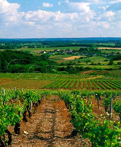 Vineyards in the Layon valley near FayedAnjou   MaineetLoire France    Coteaux du Layon
