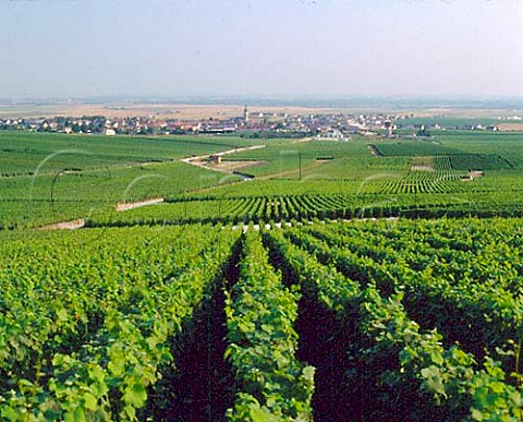 Overlooking the vineyards and village of Bouzy with   the Marne Valley beyond Champagne and Bouzy Rouge