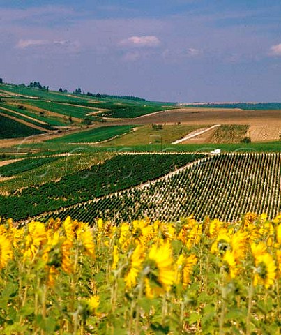 Vineyards and sunflowers near Essoyes Aube France   Champagne