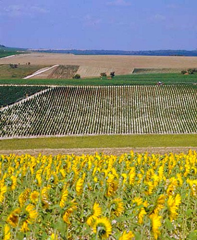 Vines and sunflowers near Essoyes Aube Champagne