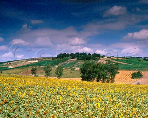 Sunflowers and vineyards at  ChampignollezMondeville Aube France   Champagne