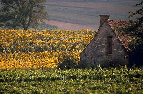 Vineyard sunflowers and old barn near  SaintPourainsurSioule Allier  France   StPourain