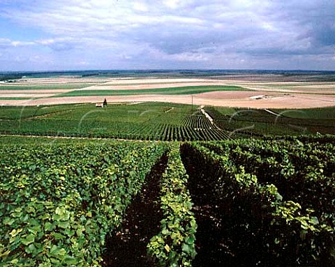 View over vineyards on Mont Aim near  BergreslsVertus Marne France     Cte des Blancs  Champagne