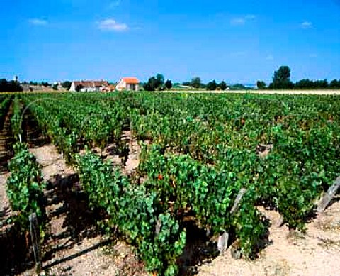 Vineyard near StPourcainsurSioule Allier France