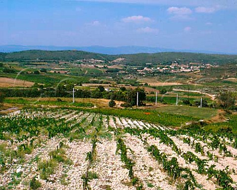 Young vines on limestone soil near Plaissan   Hrault France  Coteaux du Languedoc
