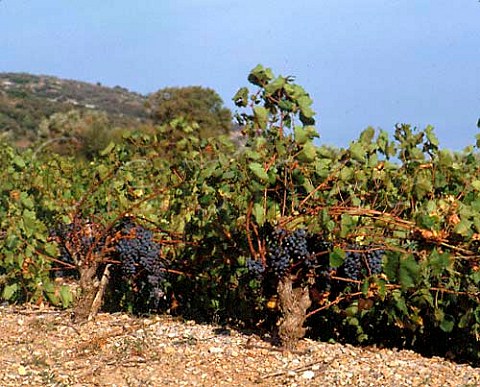 Carignan vines at Arboras Hrault France    Coteaux du Languedoc