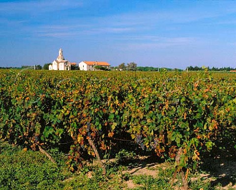 Mas le Pive vineyard Montcalm near AiguesMortes   Gard France