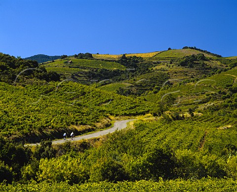 Road through the vineyards near   StNazairedeLadarez Hrault France       StChinian