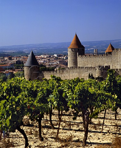 Vineyard by La Cit the old part of Carcassonne   Aude France    AC Malepre