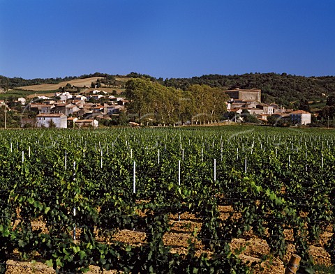 Vineyards around village of Pomas Aude France   Blanquette de Limoux